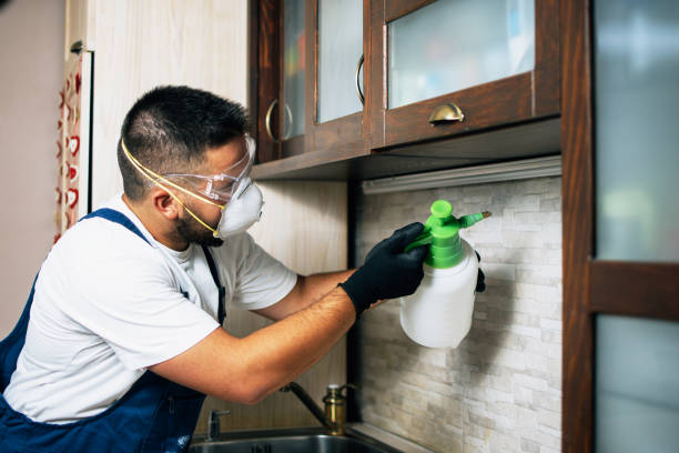 Best Affordable Pest Control Services  in Albany, CA