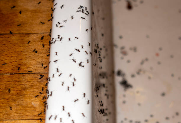 Best Best Pest Control Companies  in Albany, CA