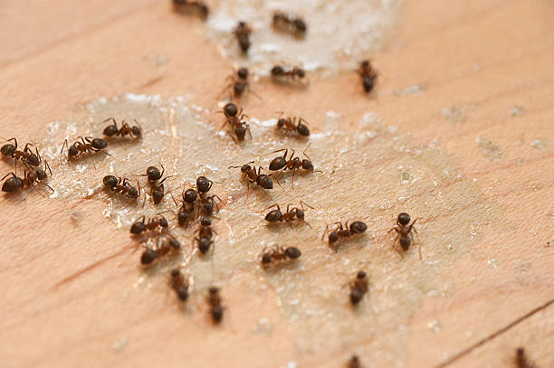 Best Pest Removal Services  in Albany, CA