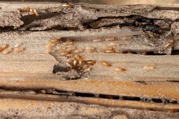 Best Commercial Pest Control Services  in Albany, CA