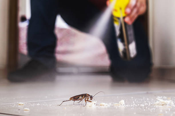 Best Ant Control Services  in Albany, CA
